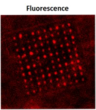 Quantum dots fluorescence map