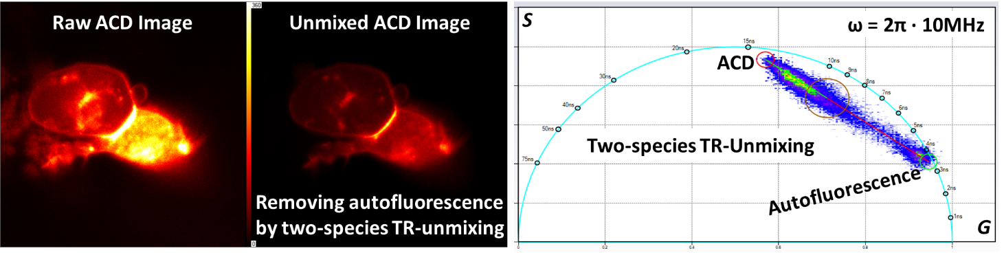 Raw image, umixed image, and phasor plot of ACD with NADH