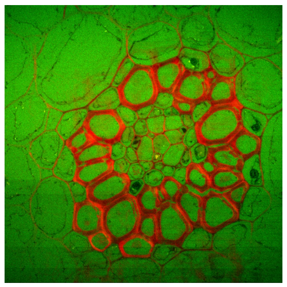 Convallaria (lily of the valley) fluorescence intensity image