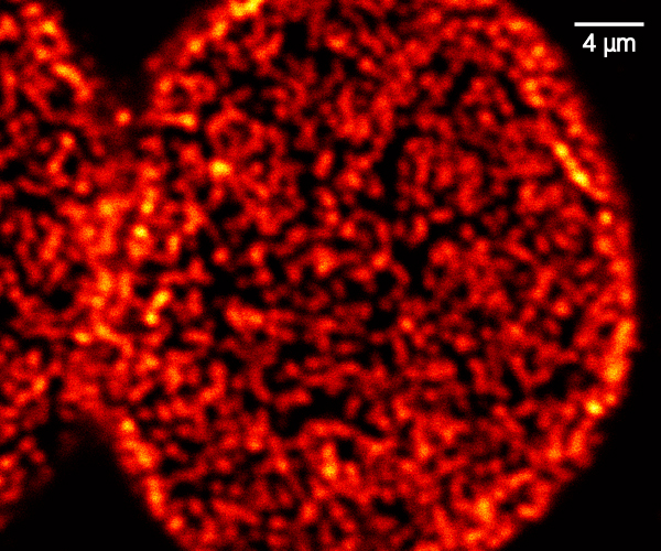 Confocal image of nucleus pores in COS-7 cells