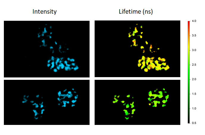 FRET efficiencies in live cells