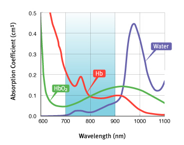 Main Tissue Absorbers Wavelengths
