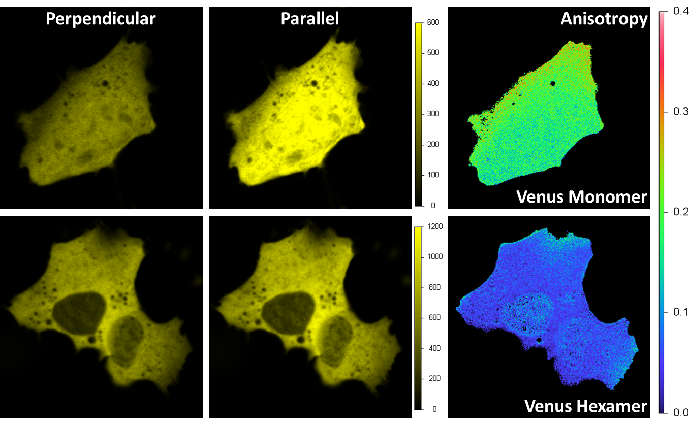 Venus expressed in a HeLa cell with anisotropy measurements of monomer and hexamer structures.