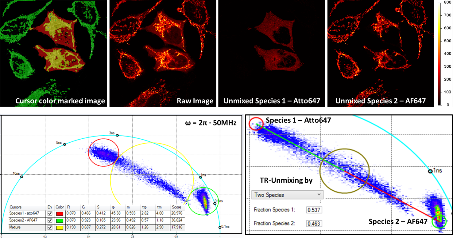 Multiplex image of labeled mitochondria and microtubule in the same cells