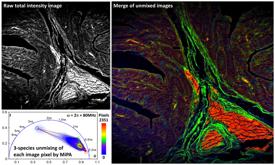 HE-stained Tissue 3-species Preview